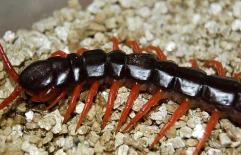 加拉帕格斯巨人蜈蚣有毒吗（加拉怕格斯巨人蜈蚣）