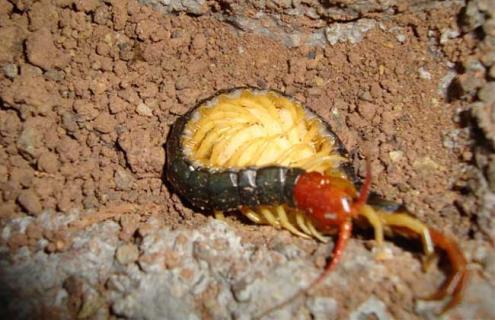 蜈蚣养殖成本要多少 蜈蚣养殖成本以及利润