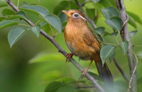 画眉鸟不叫怎么办 画眉鸟不叫怎么办