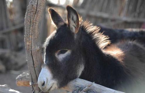 养20头驴得投资多少钱 养20头驴得投资多少钱