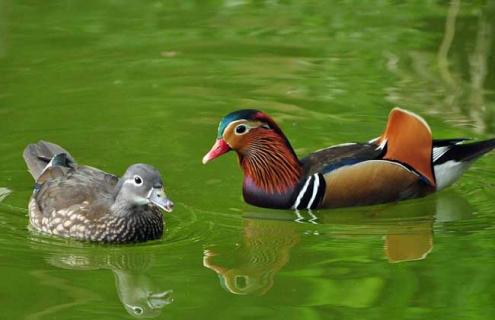 鸳鸯是什么动物（鸳鸯是什么动物是哺乳动物吗）