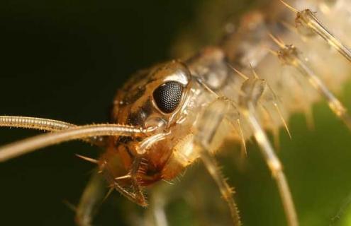 蚰蜒怎么消灭才好 蚰蜒祛除方法