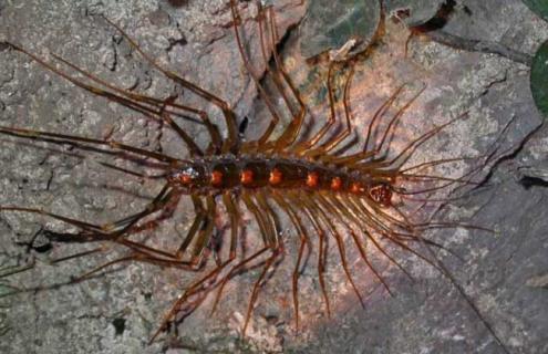 蚰蜒有没有毒性（蚰蜒有害还是有益）