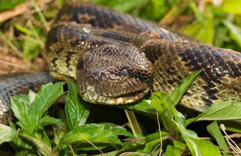 蟒蛇是胎生还是卵生（蟒蛇是胎生还是卵生动物）