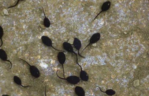 蝌蚪吃什么食物 我的世界蝌蚪吃什么食物