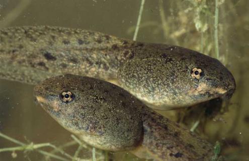 蝌蚪养殖技术（蝌蚪养殖技术有哪些）