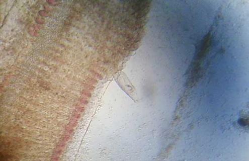 三代虫（三代虫图片）