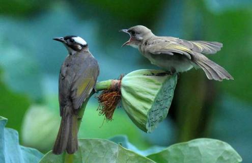 白头翁吃什么食物 白头翁鸟吃什么饲料最好