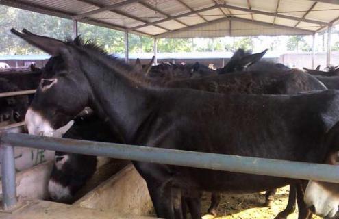 德州驴养殖技术（德州驴养殖技术视频）