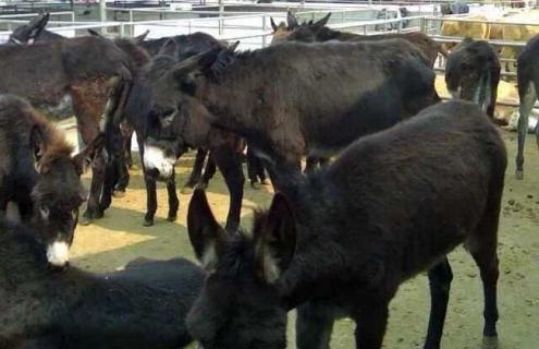 关中驴养殖技术（关中毛驴苗养殖基地）