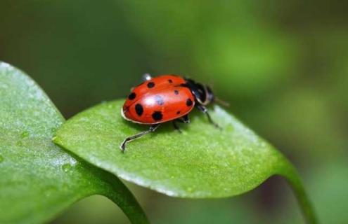 七星瓢虫吃什么食物 七星瓢虫吃什么食物简笔画