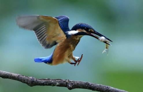翠鸟吃什么食物 翠鸟吃什么食物为生