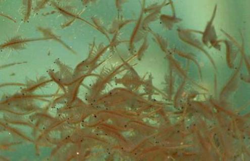 丰年虾孵化技术（丰年虾孵化技术视频）