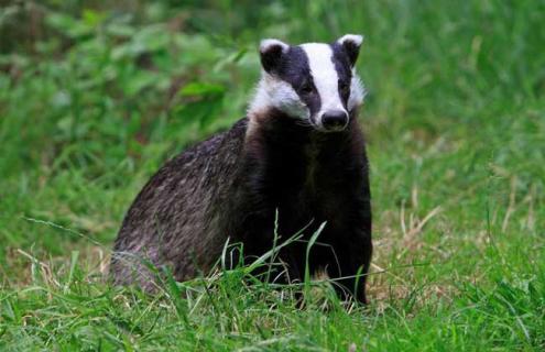 狗獾子养殖技术（狗獾子养殖技术大全）