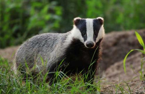 狗獾子是几级保护动物 狗獾子是几级保护动物子动物图片