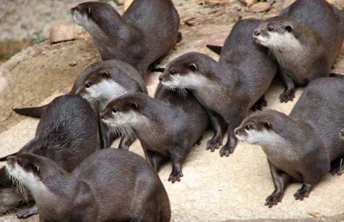 海豹吃什么食物 海豹吃什么食物?