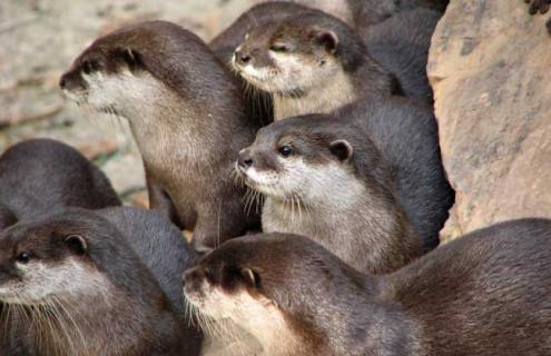 海豹有哪些天敌（海豹有哪些天敌图片）