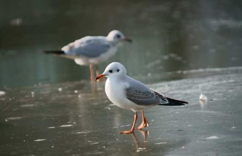 海鸥有哪些天敌（海鸥有哪些天敌动物）