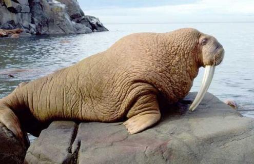 海象吃什么食物 海象吃的食物
