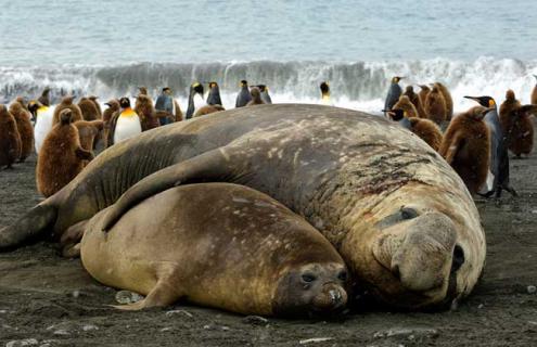 海象有什么天敌（海象有什么天敌吗）