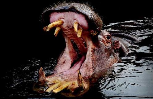 河马有什么天敌 河马有什么天敌吗