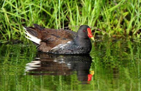 黑水鸡吃什么食物 黑水鸡吃什么食物怎么喂养