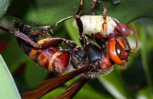 虎头蜂（虎头蜂的毒性有多大）