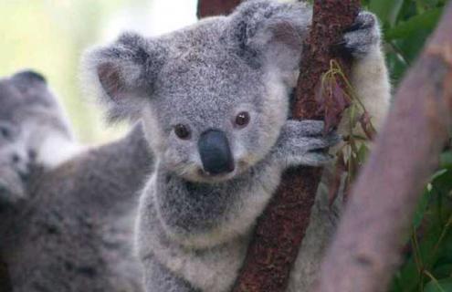 树袋熊吃什么食物 树袋熊主要吃哪种树木的树枝和叶子