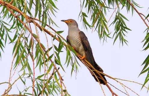 杜鹃鸟吃什么食物（杜鹃鸟吃啥）