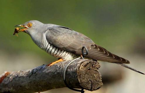 布谷鸟是保护动物吗（布谷鸟是保护动物吗图片）