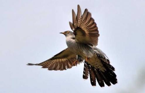 杜鹃鸟下蛋会怎么做（杜鹃将蛋下在别种鸟的巢中,让这种鸟饲育其幼鸟）