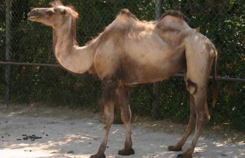 骆驼有几个胃 牛有几个胃