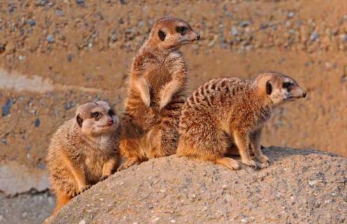 猫鼬吃什么食物（猫鼬爱吃的10种食物）