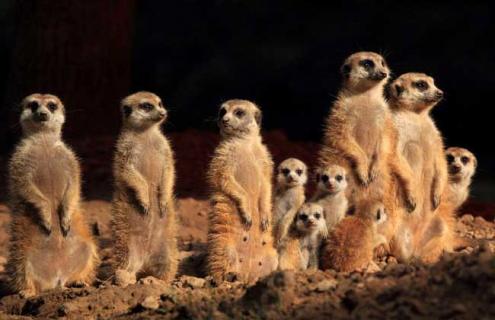 猫鼬为什么不怕毒蛇 猫鼬为什么不怕毒蛇呢