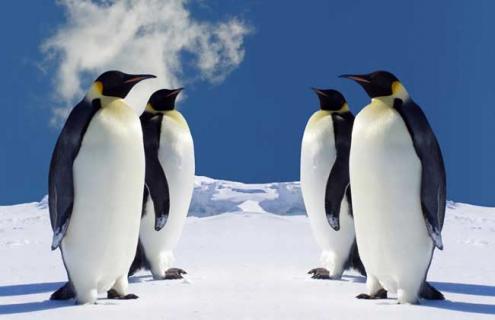 北极有企鹅吗（北极有企鹅吗南极有北极熊吗）
