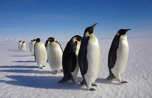 企鹅吃什么食物（企鹅吃什么食物为主食）