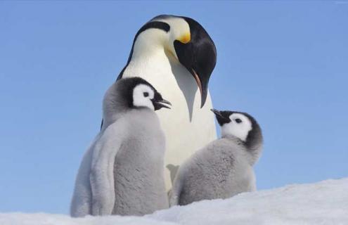 企鹅是哺乳动物吗（企鹅是哺乳动物吗是蛋孵化的还是生出来的）