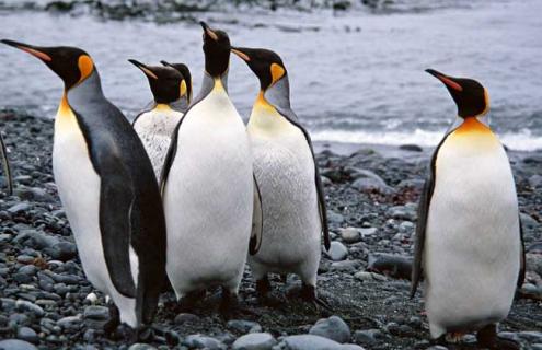企鹅是鸟类吗 企鹅是鸟类吗?理由是什么?