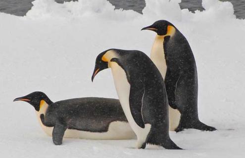 帝企鹅是谁负责孵蛋 帝企鹅由谁负责孵蛋