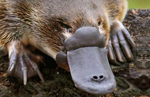 鸭嘴兽吃什么食物 鸭嘴兽吃什么食物?