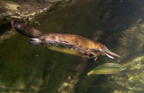 鸭嘴兽是胎生还是卵生 鸭嘴兽是胎生还是卵生哺乳动物