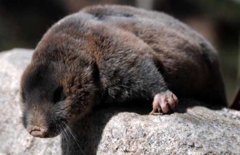 鼢鼠的养殖技术（鼯鼠怎么养殖）