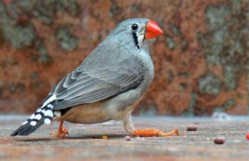 珍珠鸟怎么养才好 珍珠鸟怎么养活