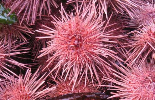 海胆的刺有毒吗 海胆的刺有没有毒