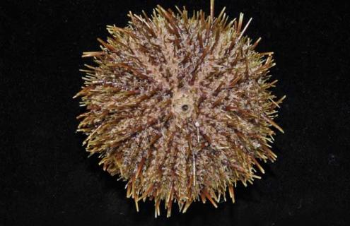 被海胆刺到怎么办（被海胆的刺扎到了要紧吗）