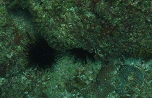 海胆是什么动物（海胆是什么动物类型）