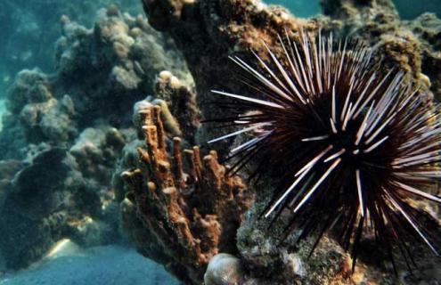 海胆吃什么食物（海胆吃什么食物图片）