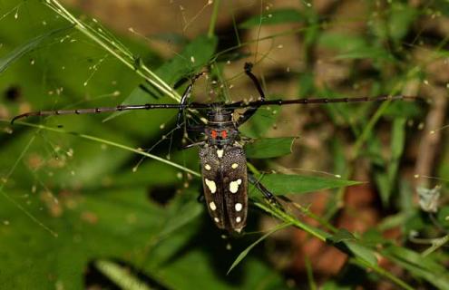 天牛是昆虫吗 天牛是昆虫吗正确答案是什么