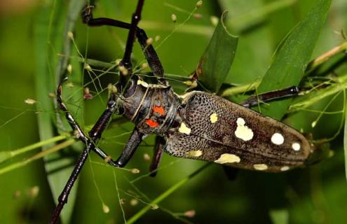 天牛能不能吃（天牛能不能吃白菜）