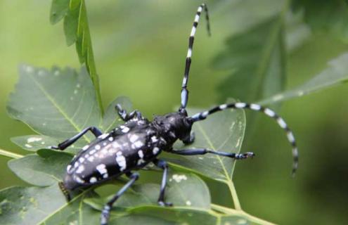 天牛会不会飞（天牛会不会飞得跌跌撞撞的）